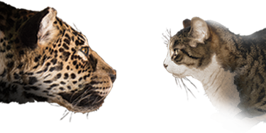 FIERCE! The Story of CATS banner cats v1