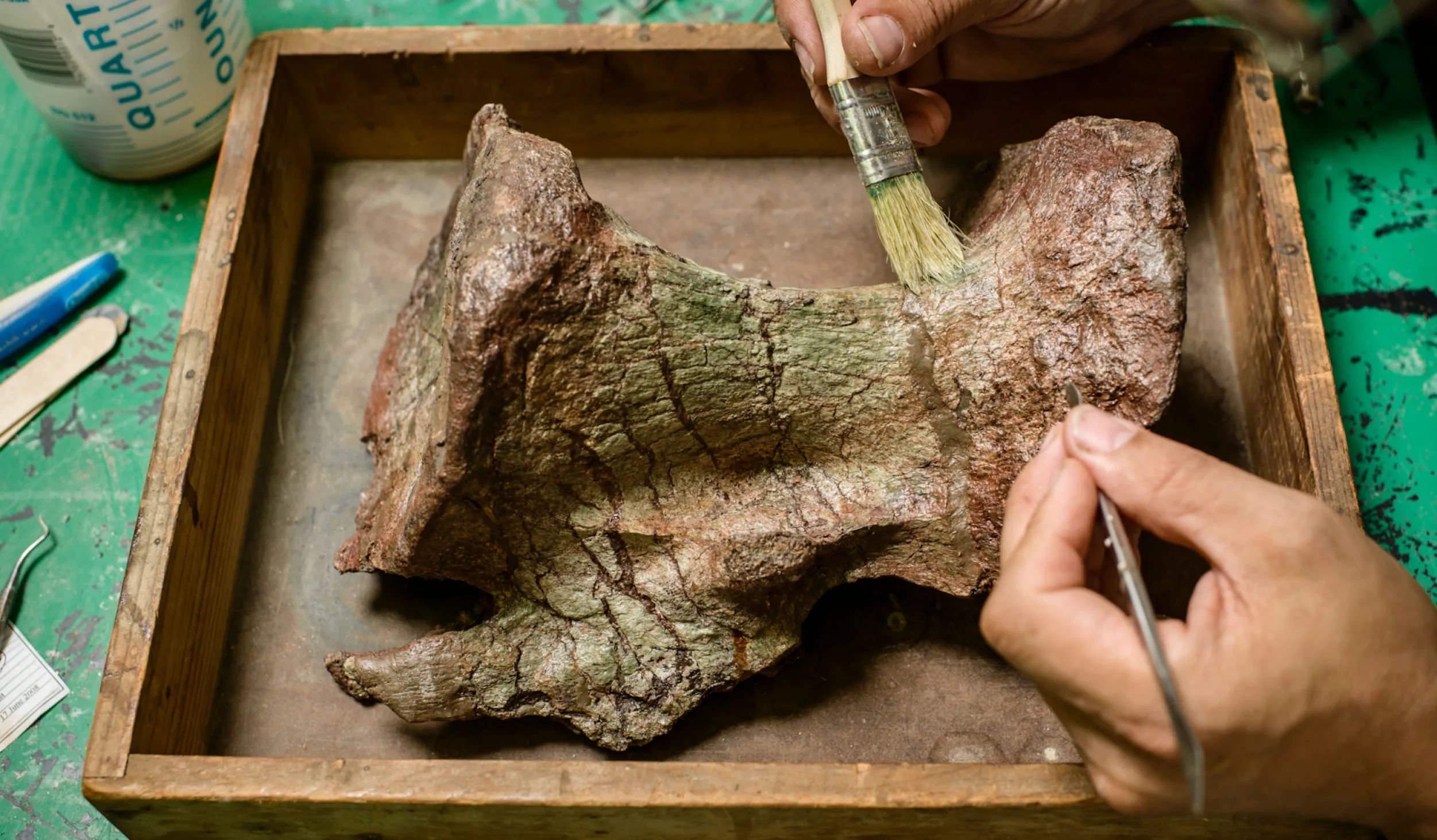 Hands holding brushers over a dinosaur bone in a tray