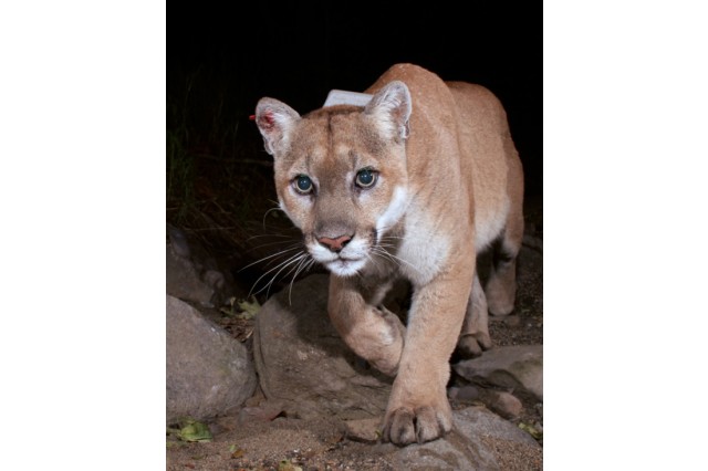 Close up photo of P-22, a mountain lion