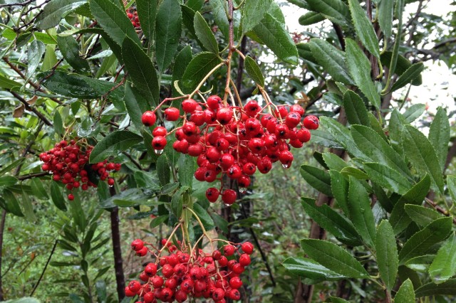 Toyon berries in the rain
