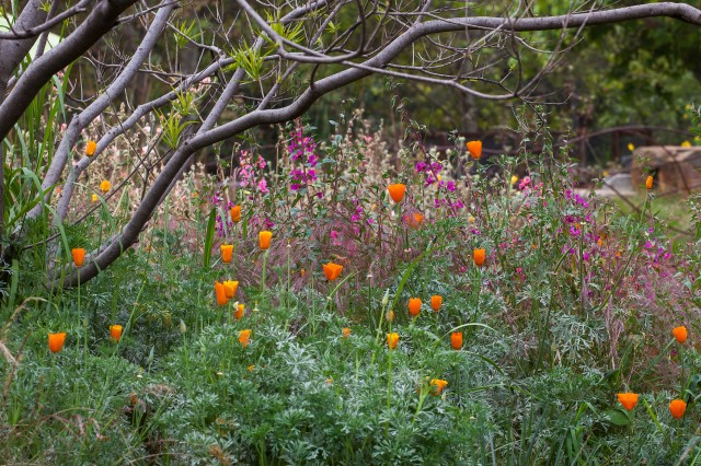 Pollinator Meadow - Native Plants