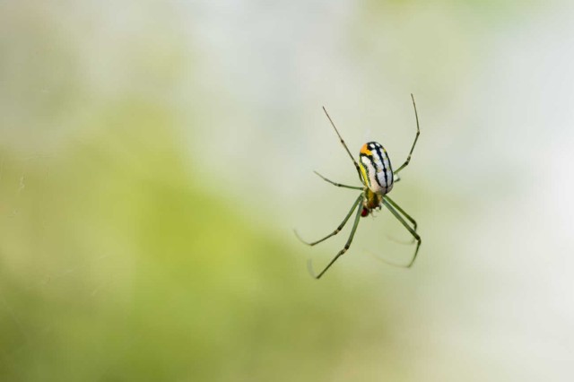 Striped spider on a web with a blurry green background 