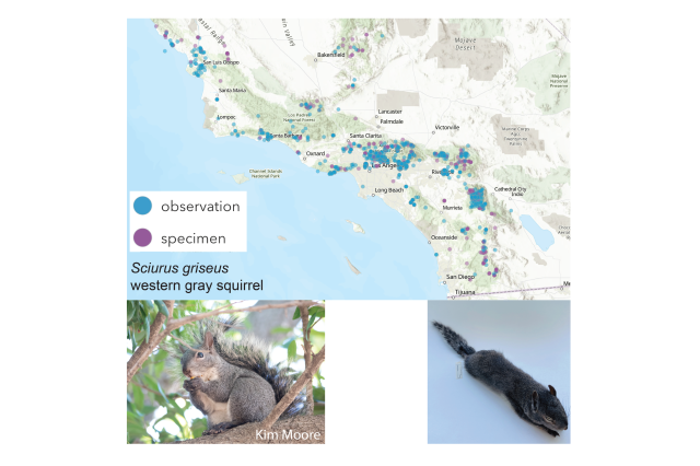 Western gray squirrel map insert