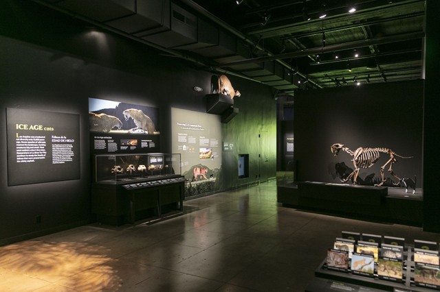 Installation view of ice age skeleton, skull, and taxidermy Ice Age cats