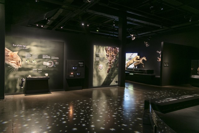 Dimly lit installation with stars projected on the floor and images of wildcats on the walls and taxidermy in the distance