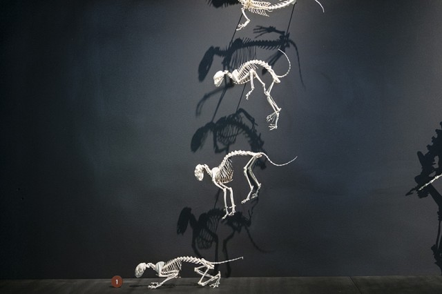 Four wildcat skeletons spotlit and displayed one above the other on a black wall