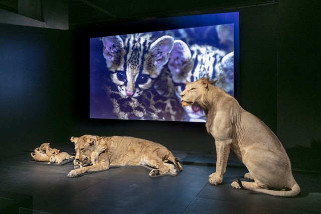Three taxidermied lions inf ront a video projection of a wildcat cub