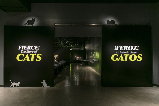 Fierce! The Story of Cats in white and yellow text in English and Spanish against black walls on either side of dimly lit entrance