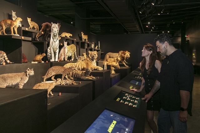 Two visitor facing rows of taxidermy and cut-out prints of wild cats