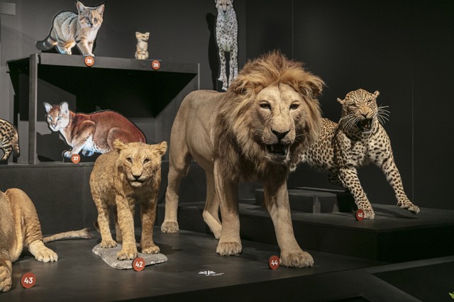 Taxidermy lion and other wild cats displayed in a row
