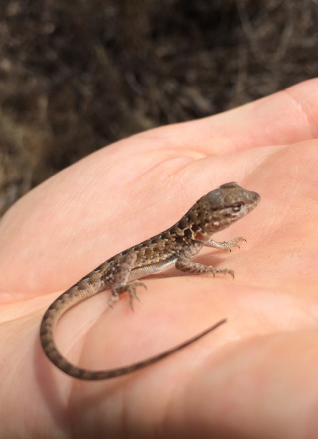 lizard in palm of hand