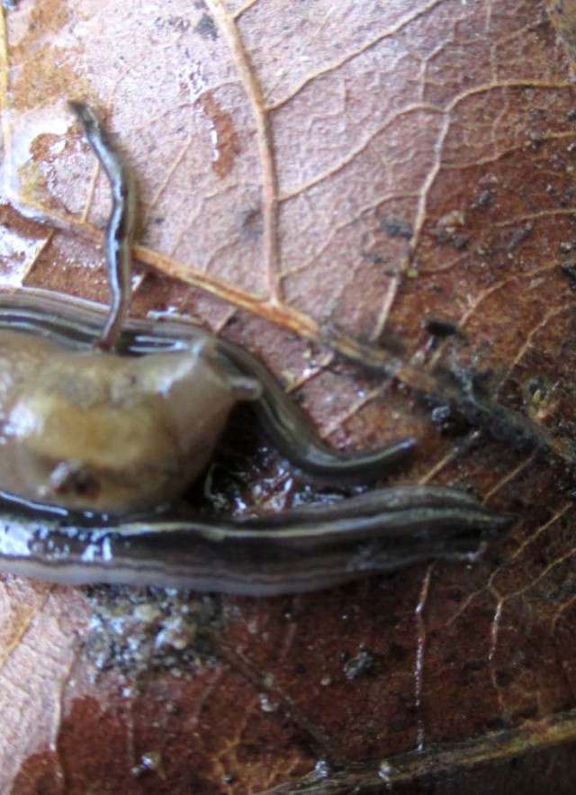 Ambigolimax slug nestled between two land planarians