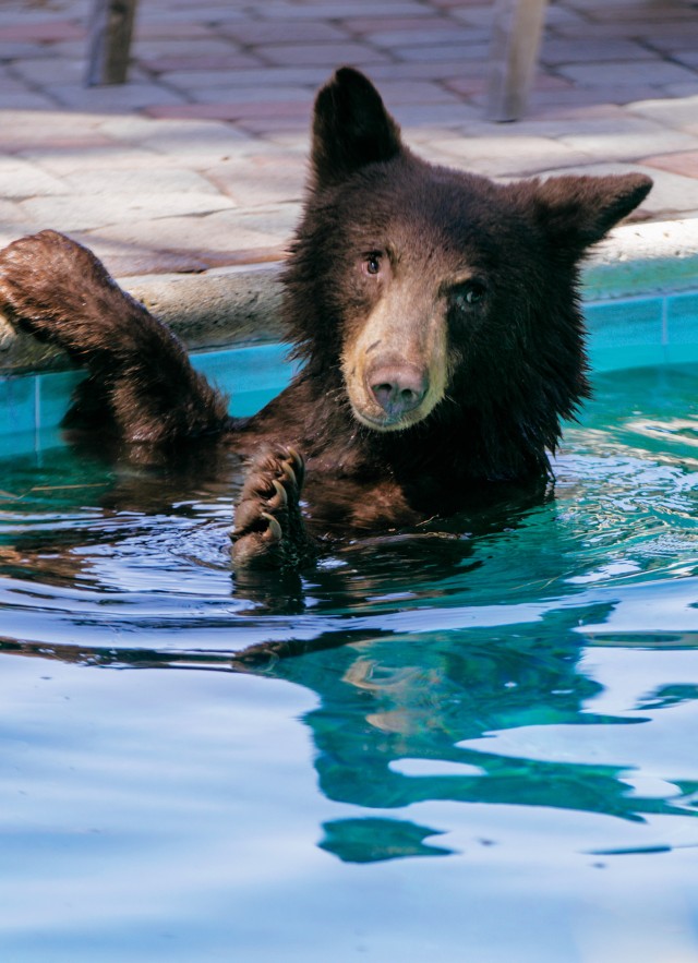 A bear appears to wave from the comfort of a backyard pool. Photo courtesy of Maria Jose Govea.