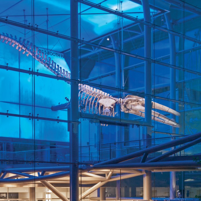 fin whale in otis booth pavilion