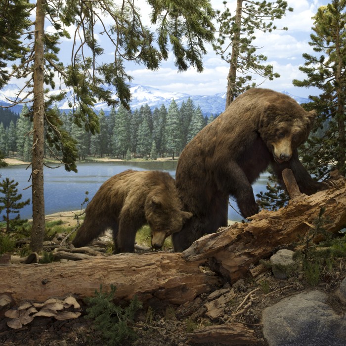 bears in the north american mammal hall