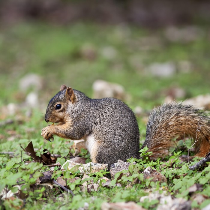 grey squirrel eating outside