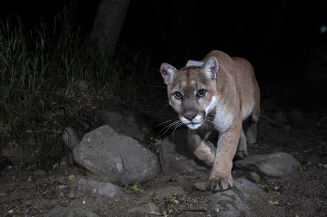 image of puma in the dark