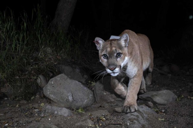 image of puma in the dark 