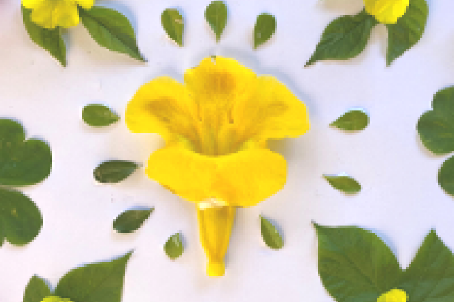 Close-up of flower arrangement for mandala