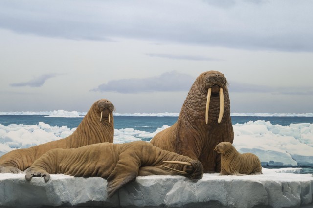 NHM Diorama with Walrus