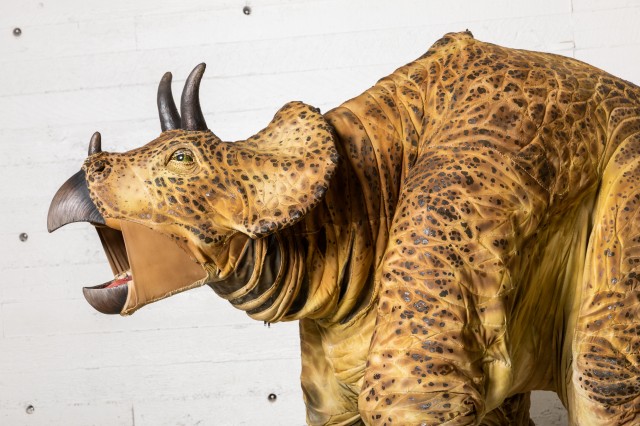 Dakota triceratops puppet ROARING