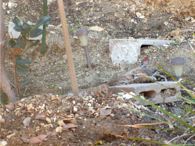 Bobcat B-253 in Franklin Hills backyard near Griffith Park.