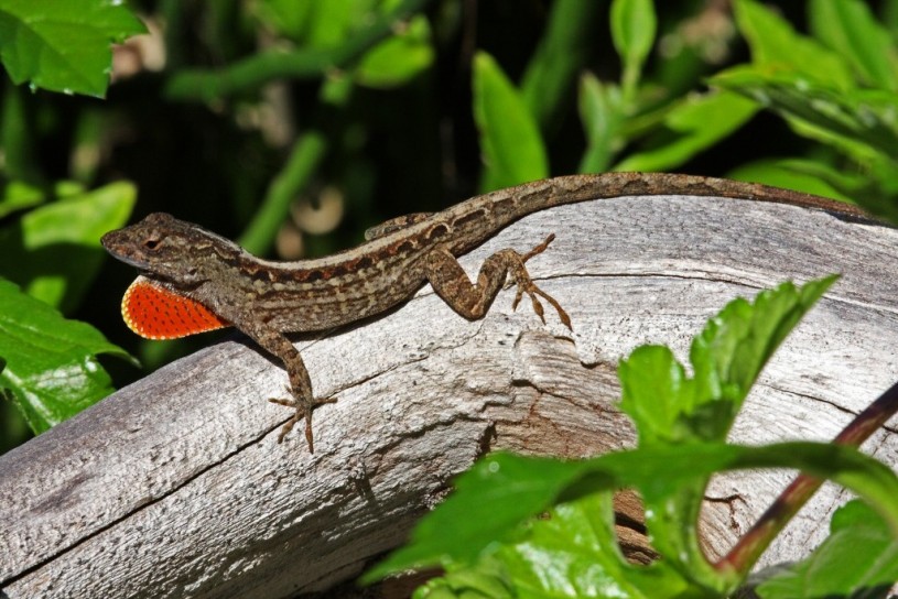 A male brown anole displaying his red dewlap, photo by mgiganteus