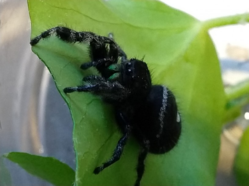 Jumping spider