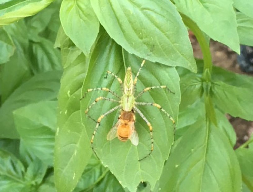 Lynx Spider