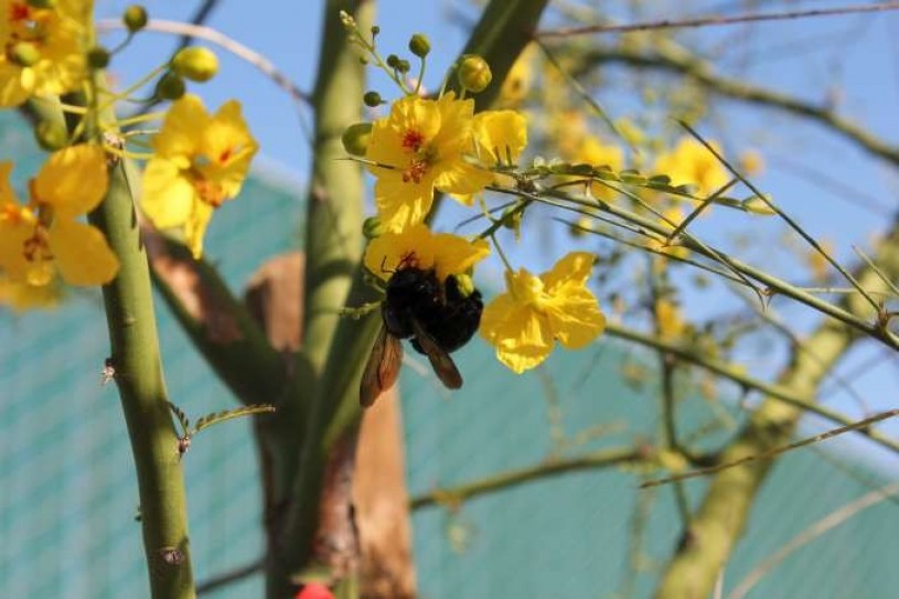 Carpenter bee pollinating a Palo Verde