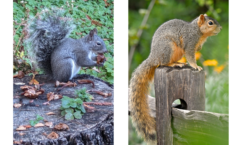 Western gray squirrel iNaturalist observation next to photo of an eastern fox squirrel