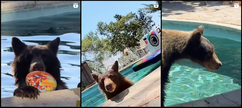 A screenshot of three side-by-side thumbnails of IG posts taken from the profile @bearsinthepool. Each thumbnail is a post of a bear in a pool.