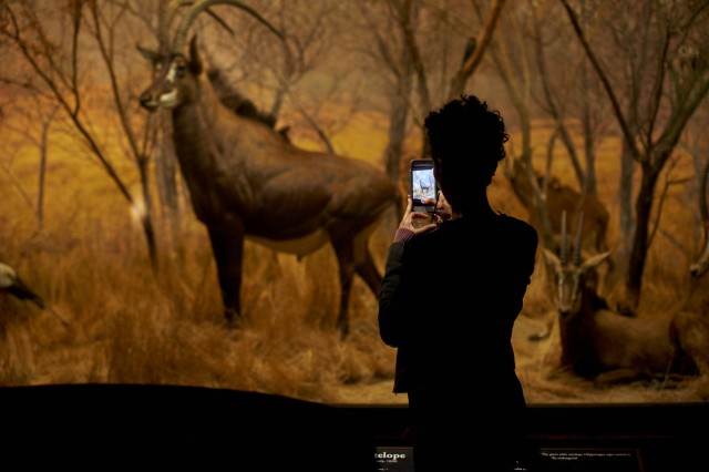 Person taking a picture of sable antelope diorama