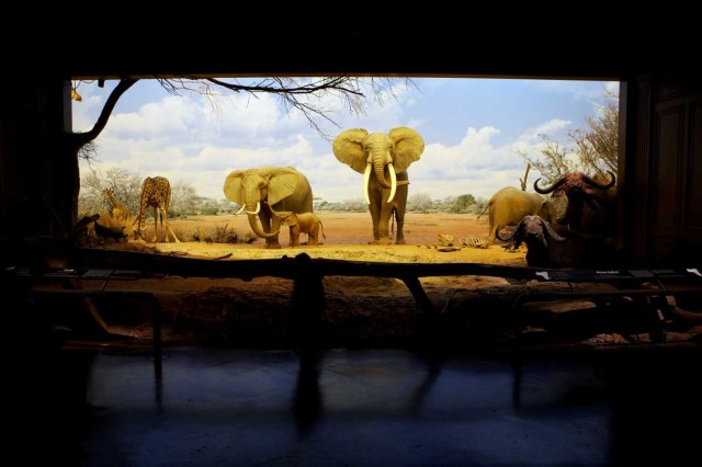 The African elephant diorama