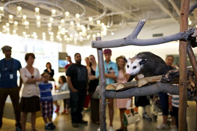 An opossum makes an appearance in the Nature Lab