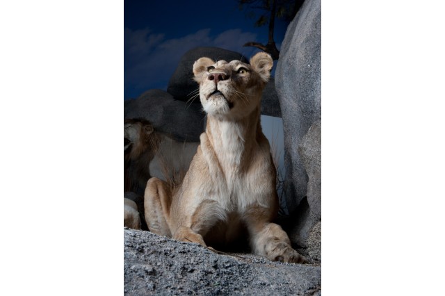 Up close photo of a taxidermy lioness, seated