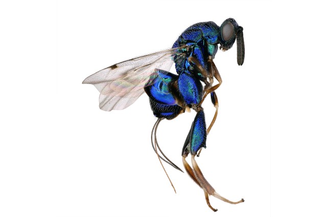 blue insect with See-through wings Skinny/tapered where body segments meet