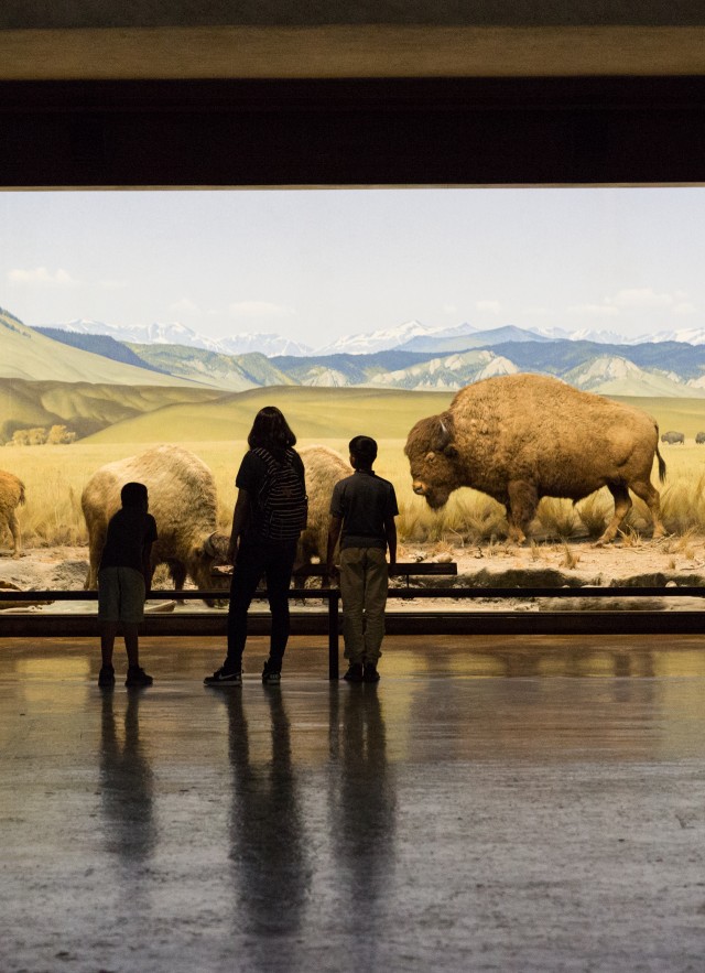 Photograph of a family looking at the bison display in the North American Mammals exhibit