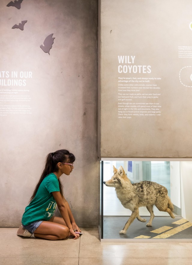 Girl looks at coyote display