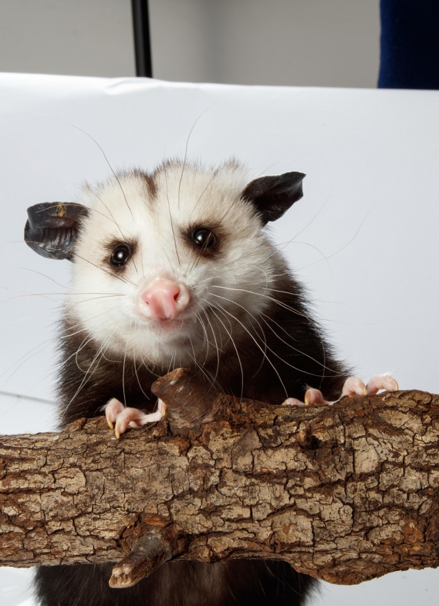 baby opossum on branch