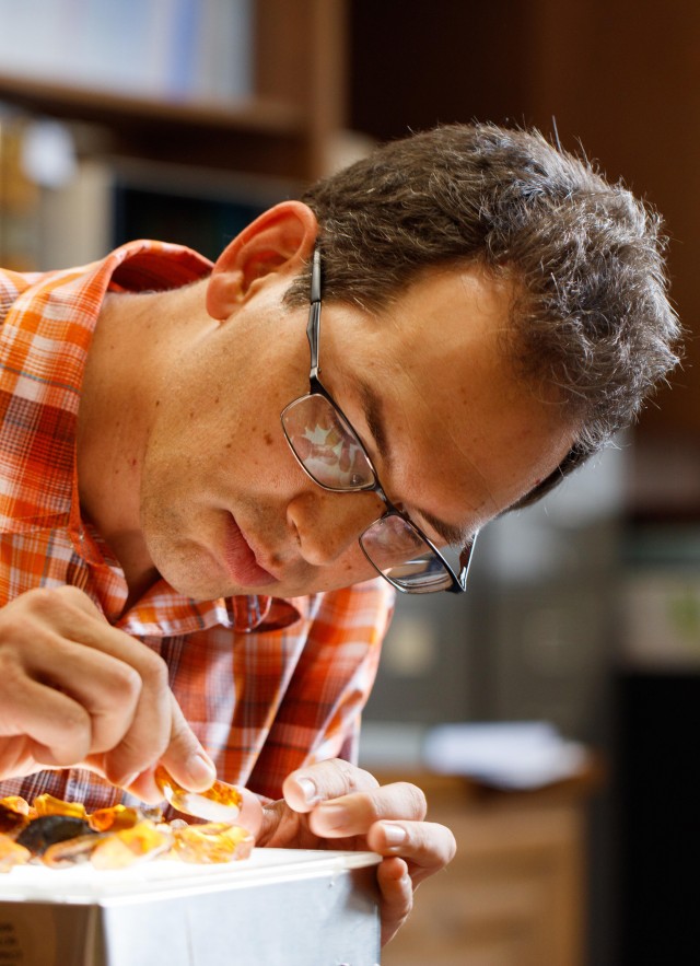 brian brown examining amber research and collections