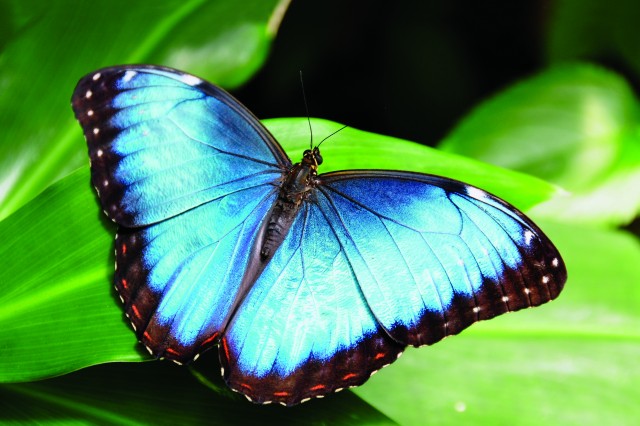 blue morpho