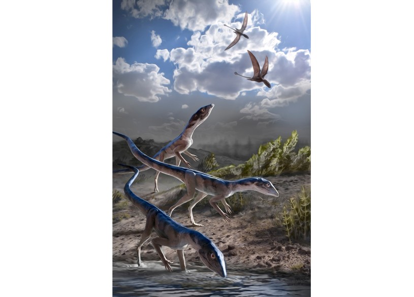 a group of Dromomeron romeri pause for a drink while several pterosaurs, now known to be their close evolutionary relatives, fly overhead
